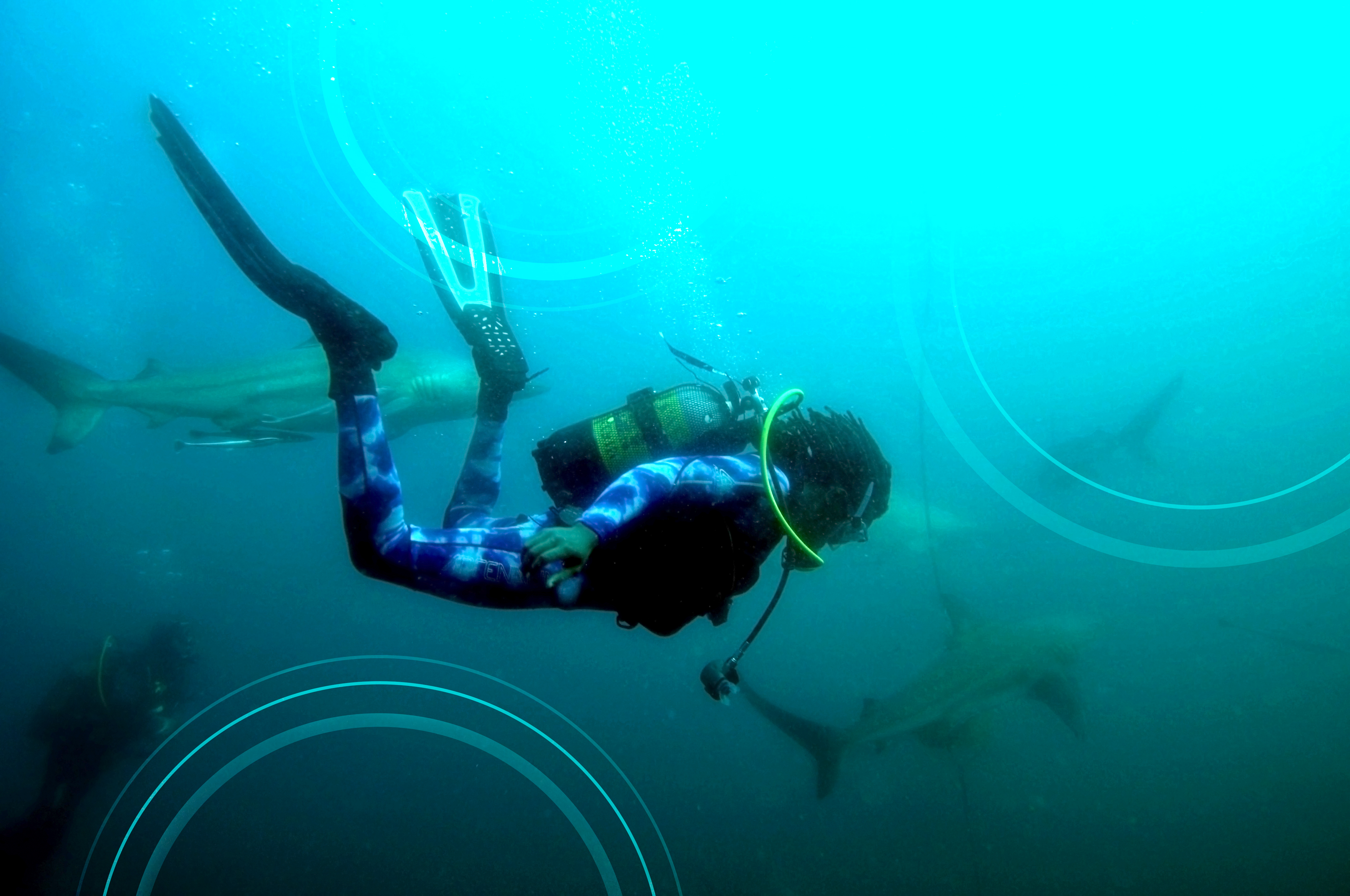 Swimming with Sharks