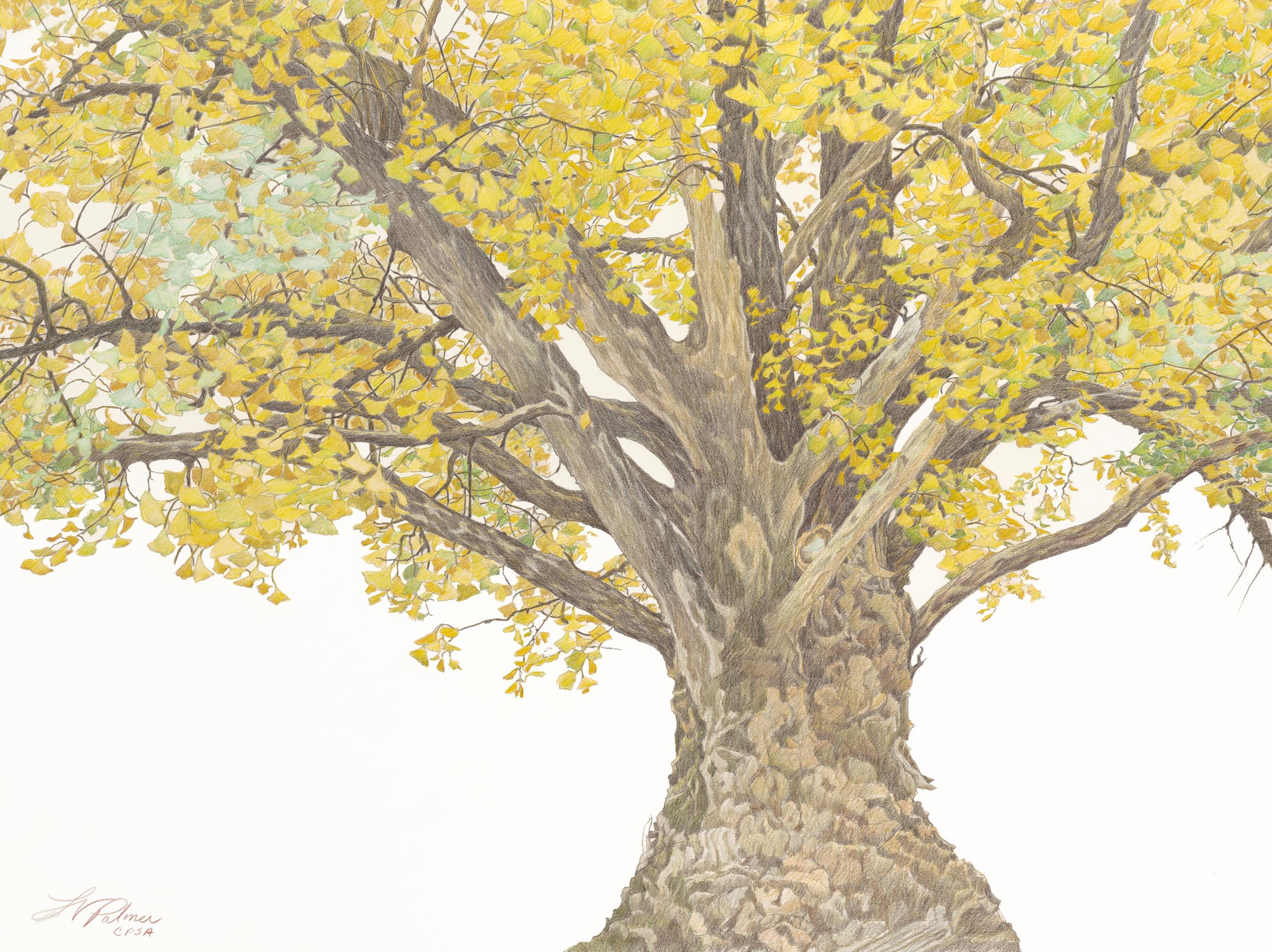 ‘Champion Trees of Arkansas: An Artist’s Journey’ Coming to JBU Art Gallery